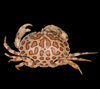 Hepatus epheliticus, calico box crab, SEAMAP collections